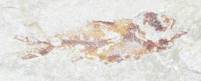 Bargain, Cretaceous Fossil Fish - Lebanon #53953
